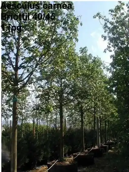 Kastanjeboom (Aesculus carnea ‘Briotii‘) | Spoedlevering