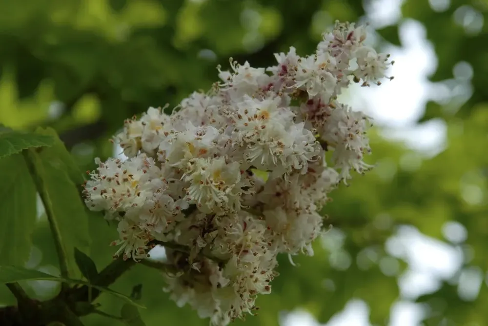 Voordeelprijs | Paardenkastanje (Aesculus hippocastanum ‘Baumannii‘)