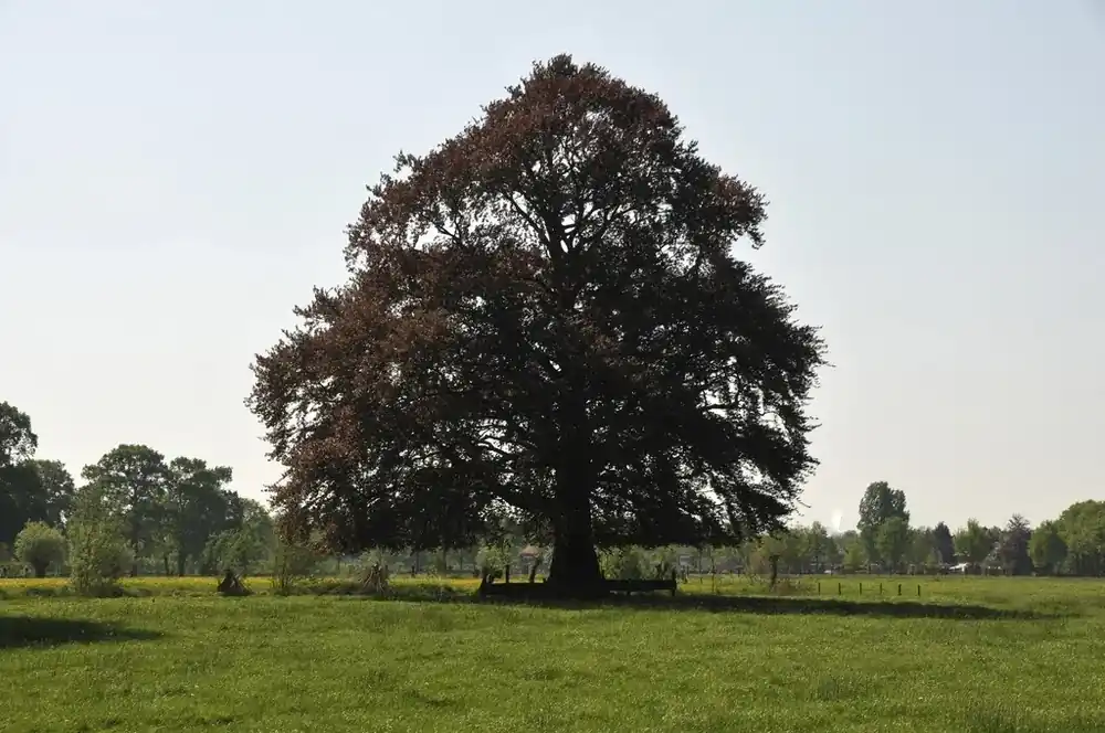 Rode Beukenboom (Fagus sylvatica ‘Atropunicea‘ ) | Nog enkele stuks