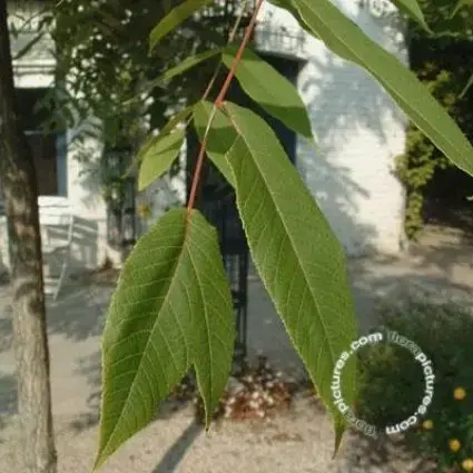 Zwarte walnotenboom (Juglans nigra) - Online bestelbaar