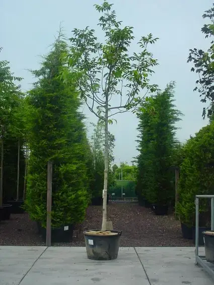 Walnotenboom (Juglans regia) | Zeer goed beoordeeld