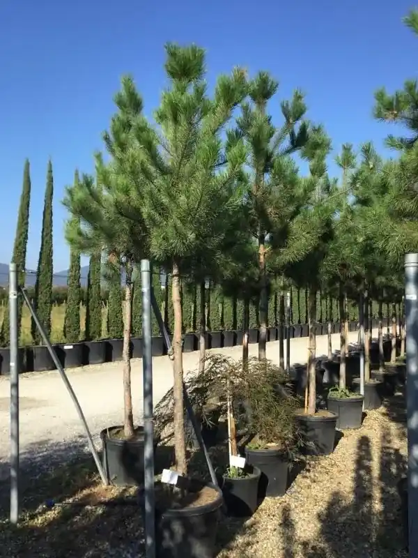Oostenrijkse den als boom (Pinus nigra nigra) - Alleen deze week