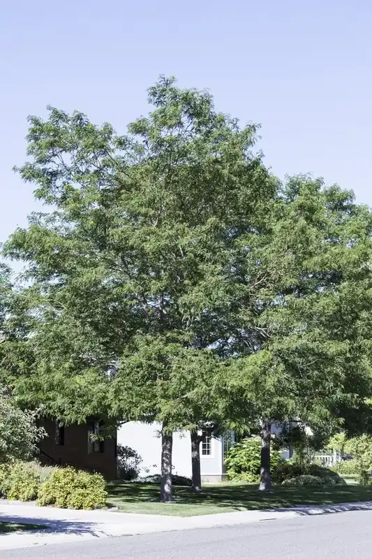 Koopje - Valse Christusdoorn (Gleditsia triacanthos)