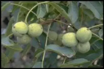 Bijna uitverkocht - Walnotenboom (Juglans regia ‘Buccaneer‘)