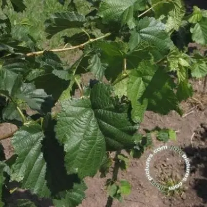 Speciale deal - Boomhazelaar (Corylus colurna)