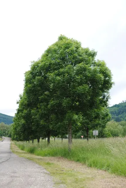 Es (Fraxinus excelsior) | Sale