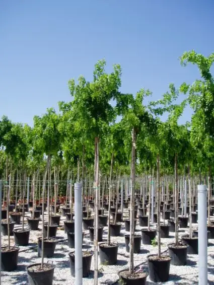 Krulacacia (Robinia ‘Twisty Baby‘) - Nog maar enkele beschikbaar
