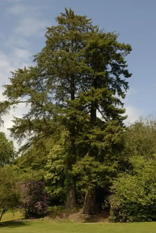 Nu beschikbaar | Kustmammoetboom (Sequoia sempervirens)