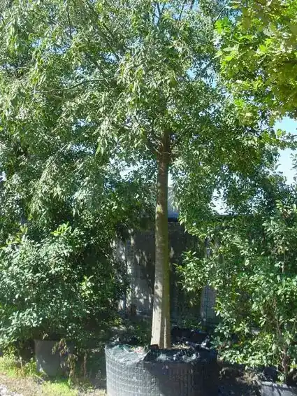 Topproduct - Netelboom (Celtis australlis)