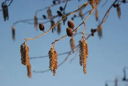 Hartbladige Els (Alnus cordata) | Net binnen