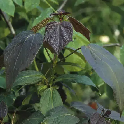 Purperkleurige trompetboom (Catalpa erubescens ‘Purpurea‘) | Topkwaliteit
