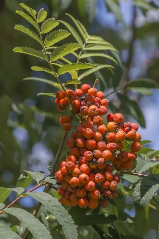 Korting | Gewone lijsterbes (Sorbus aucuparia)