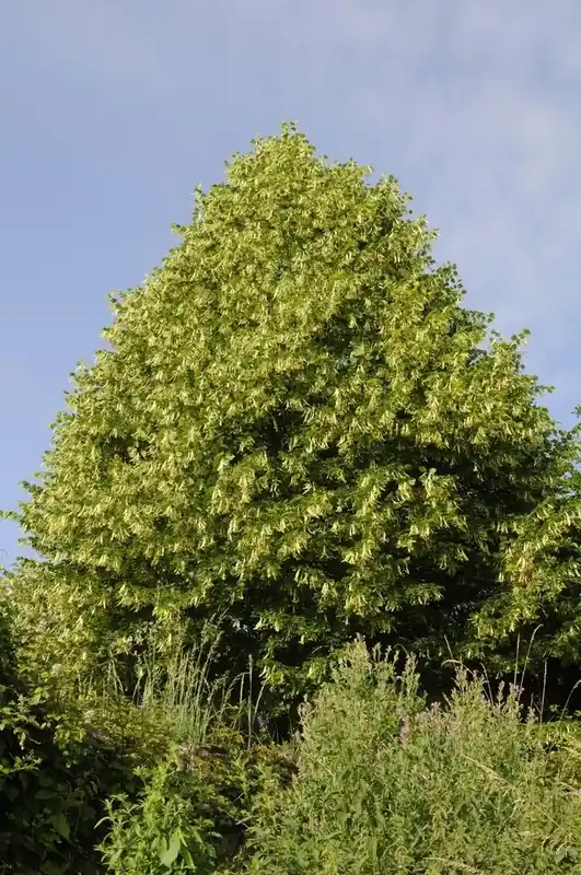 Lindeboom (Tilia platyphyllos) | Trending