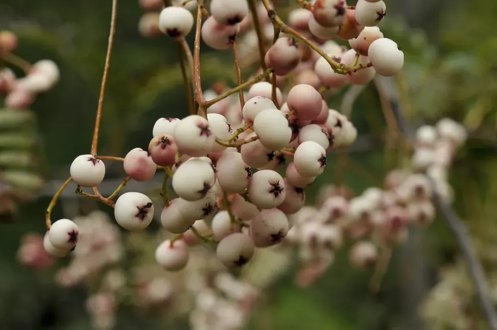 Voeg toe aan winkelwagen | Chinese lijsterbes (Sorbus vilmorinii)