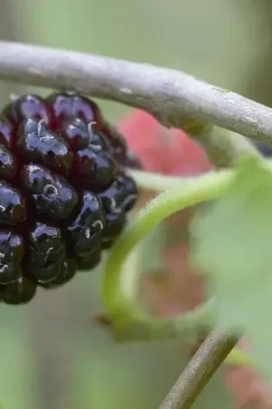 Zwarte Moerbei als boom (Morus nigra) - Scherpe prijs