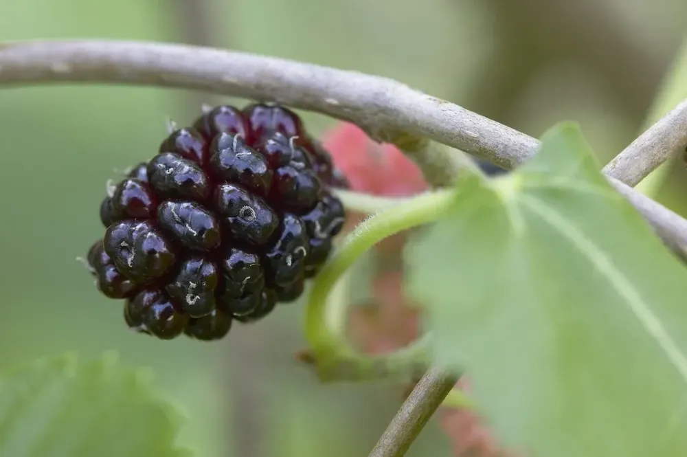 Zwarte Moerbei als boom (Morus nigra) - Scherpe prijs