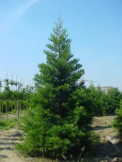 Koopje - Mammoetboom (Sequoiadendron giganteum)