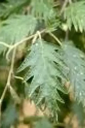 Zwarte els (Alnus glutinosa ‘Laciniata‘) | Zojuist toegevoegd