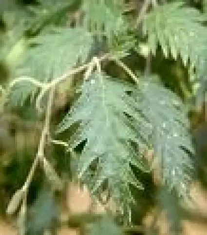 Zwarte els (Alnus glutinosa ‘Laciniata‘) | Zojuist toegevoegd