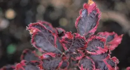 Beuk (Fagus sylv. ‘Purpurea Tricolor‘) | Bijna uitverkocht
