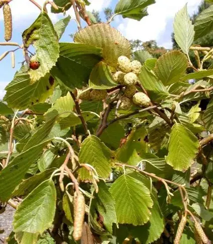 Goudels (Alnus incana ‘Aurea‘) - Direct kopen