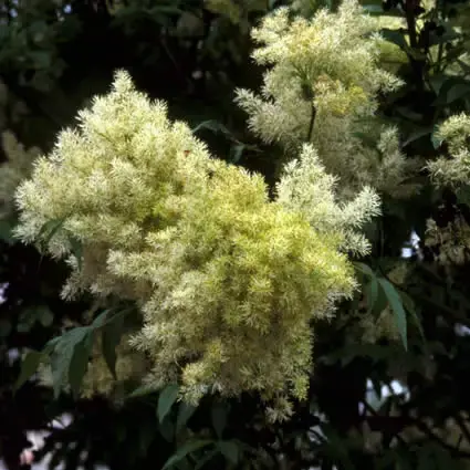 Pluim-es (Fraxinus ornus) - Erg populair