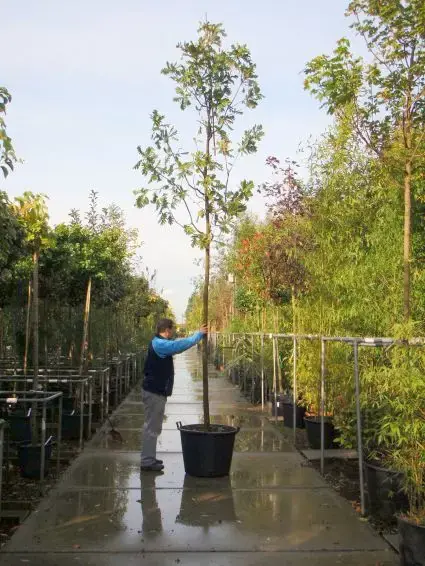 Tijdelijke aanbieding | Hongaarse eik (Quercus frainetto)