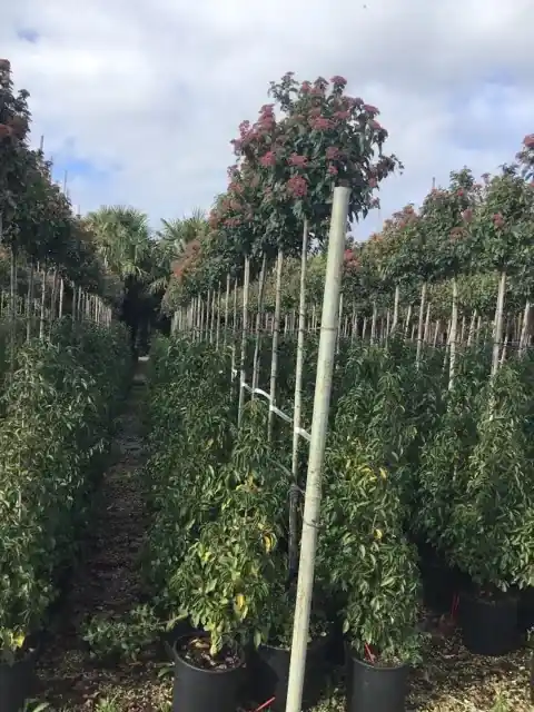 Sneeuwbal als boom (Viburnum tinus ‘Spirit‘) - Shop nu