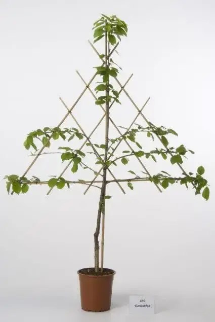 Meest verkocht - Lei-Kers (Prunus avium ‘Morel‘)