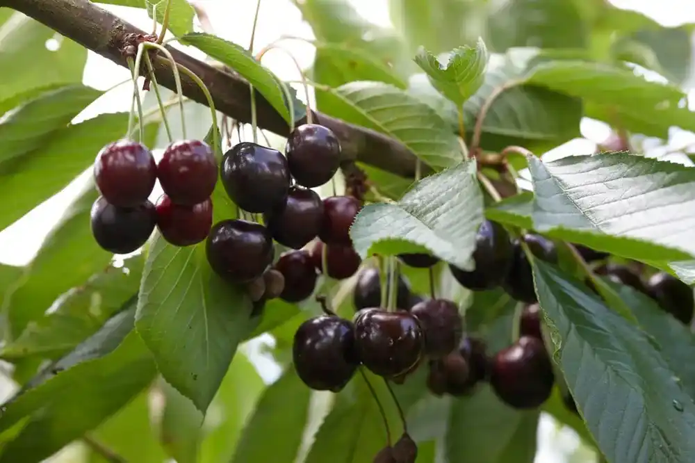 Lei-Kers (Prunus avium ‘Lapins‘) | Beste prijs