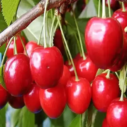Lei-kers (Prunus avium ‘Hedelfinger Riesenkirsche‘) | Prijs verlaagd