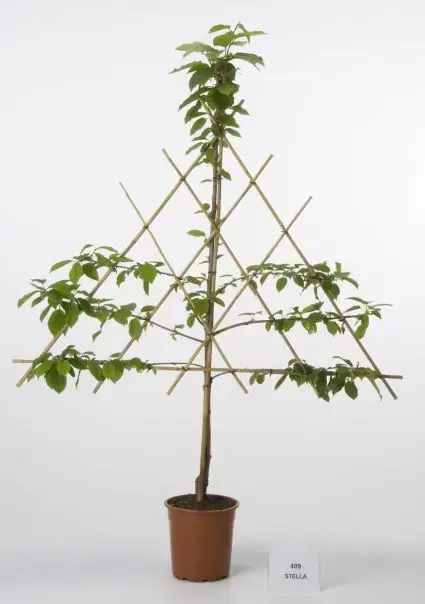 Lei-Kers (Prunus avium ‘Stella‘) - Direct bestellen