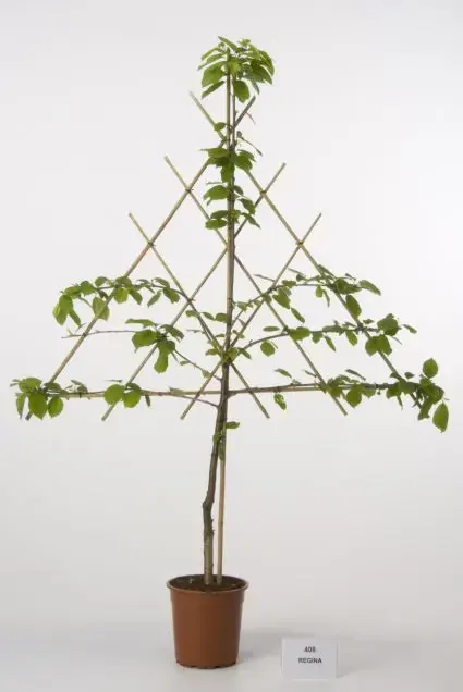Hoog gewaardeerd - Lei-Kers (Prunus avium ‘Regina‘)