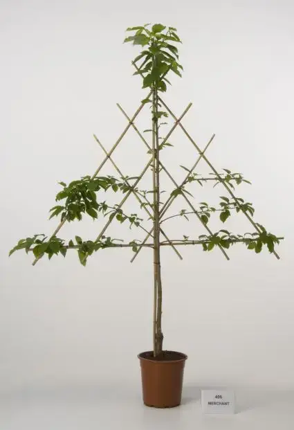 Lei-Kers (Prunus avium ‘Merchant‘) - Veel gevraagd