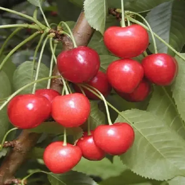 Lei-Kers (Prunus avium ‘Kordia‘) - Expreslevering