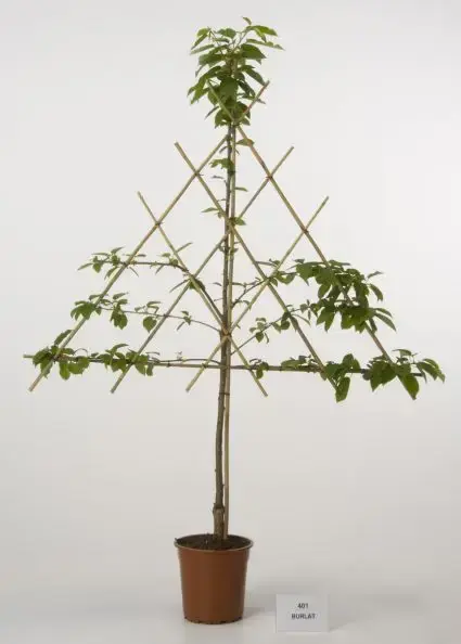 Pak je kans - Lei-Kers (Prunus avium ‘Burlat‘)