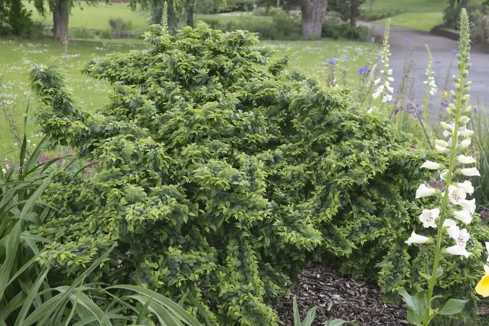 Dwergiep (Ulmus minor ‘Jacqueline Hillier‘) | Net gelanceerd