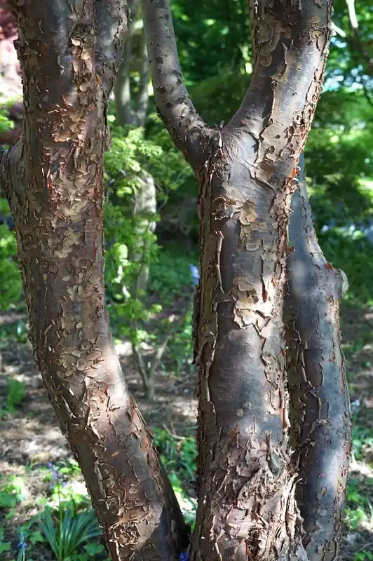 Topproduct - Papieresdoorn (Acer griseum)