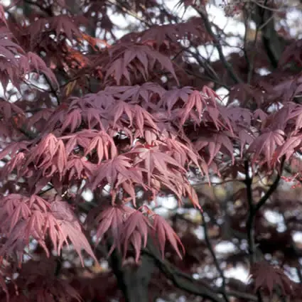 Japanse esdoorn (Acer palmatum ‘Bloodgood‘) | Vanaf nu beschikbaar