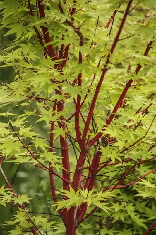 Online kopen - Japanse esdoorn (Acer palmatum ‘Sangokaku‘)