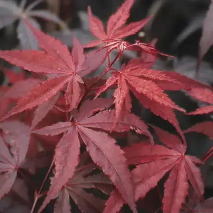 Rode Japanse Esdoorn kopen? Acer Atropurpureum met garantie | Direct leverbaar