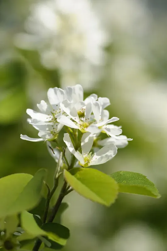Topprijs - Zuilvormige Krentenboom (Amelanchier alnifolia ‘Obelisk‘)