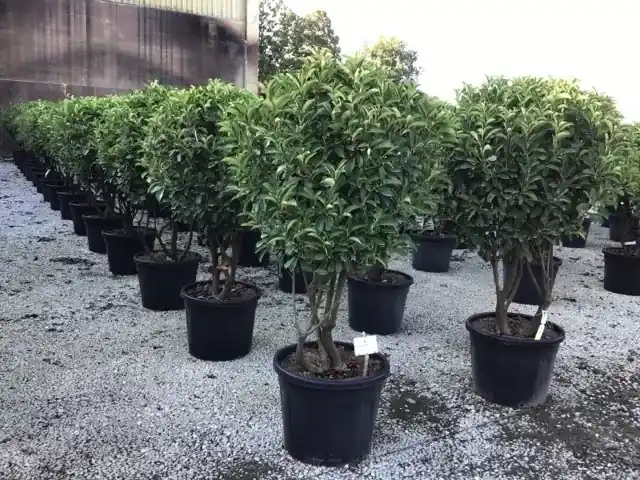 Meerstammige Glansmispel (Photinia fraseri ‘Red Robin‘) - Meest verkocht