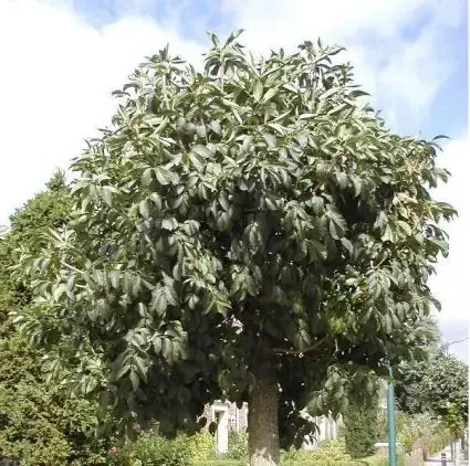 Direct beschikbaar - Pluim Es (Fraxinus ornus ‘Meczek‘)