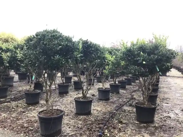 Nieuw gelanceerd - Meerstammige Liguster (Ligustrum japonicum ‘Texanum‘)