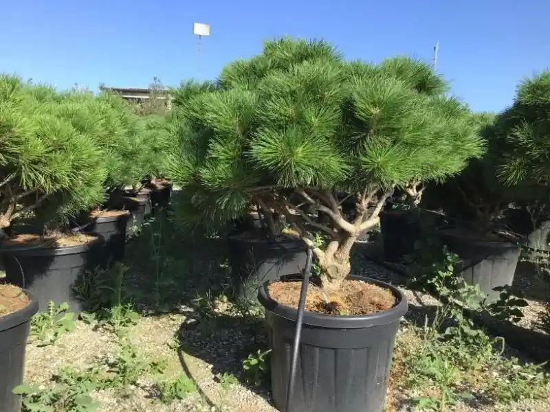 Meerstammige Japanse pijnboom (Pinus parviflora ‘Brevifolia‘) | Actie