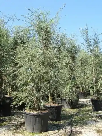 Kurkeik meerstammig (Quercus suber) | Professionele kwaliteit