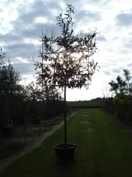 Klantfavoriet | Laurier als leiboom (Prunus laurocerasus ‘Caucasica‘)