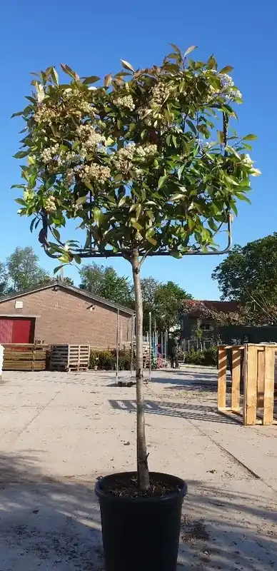 Glansmispel halfstam als leiboom (Photinia fraseri ‘Red Robin‘) - Online bestellen