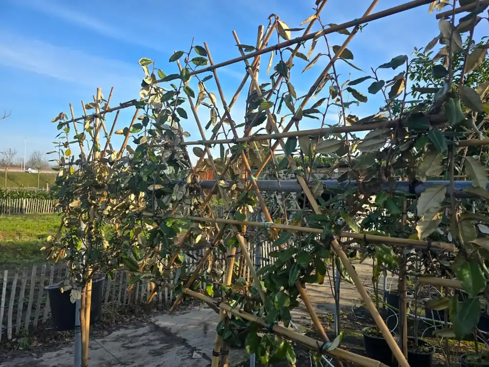 Dagdeal | Olijfwilg halfstam als leiboom (Elaeagnus ebbingei)